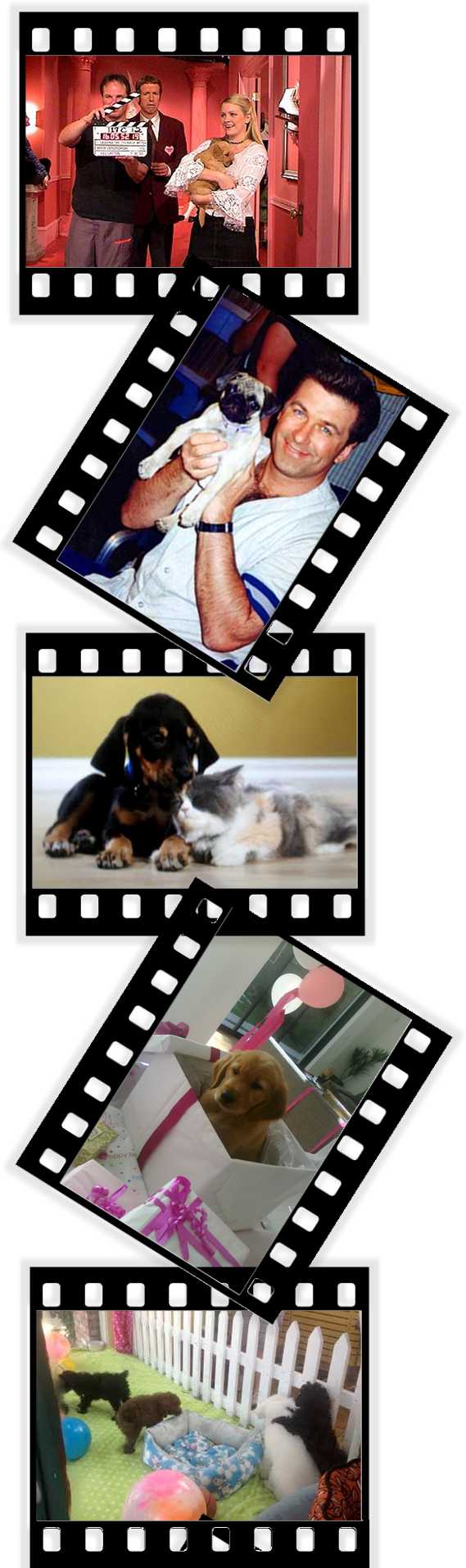 Puppies On Set: Image