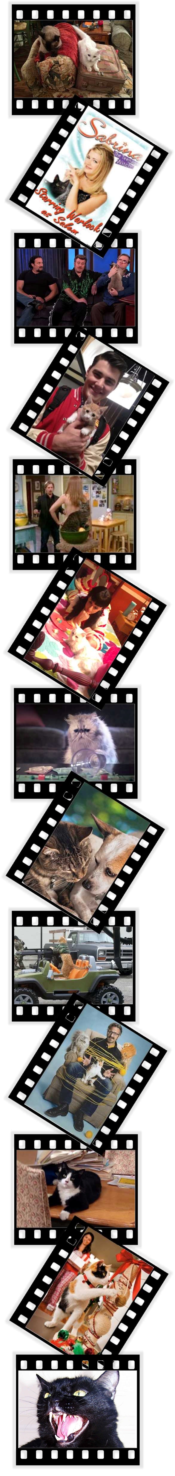 Cats On Set: Image