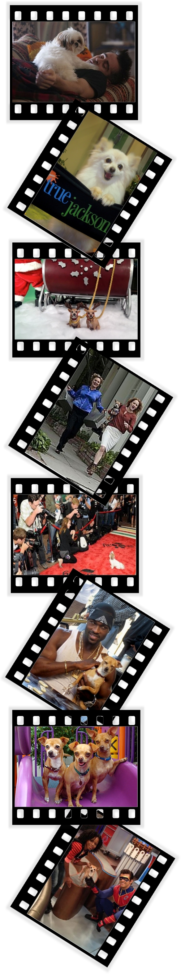 Tiny Dogs On Set: Image