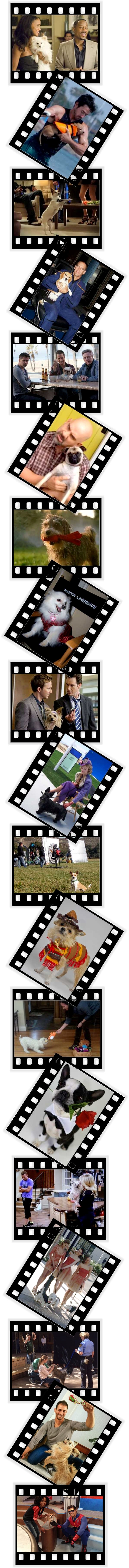 Small Dogs On Set: Image
