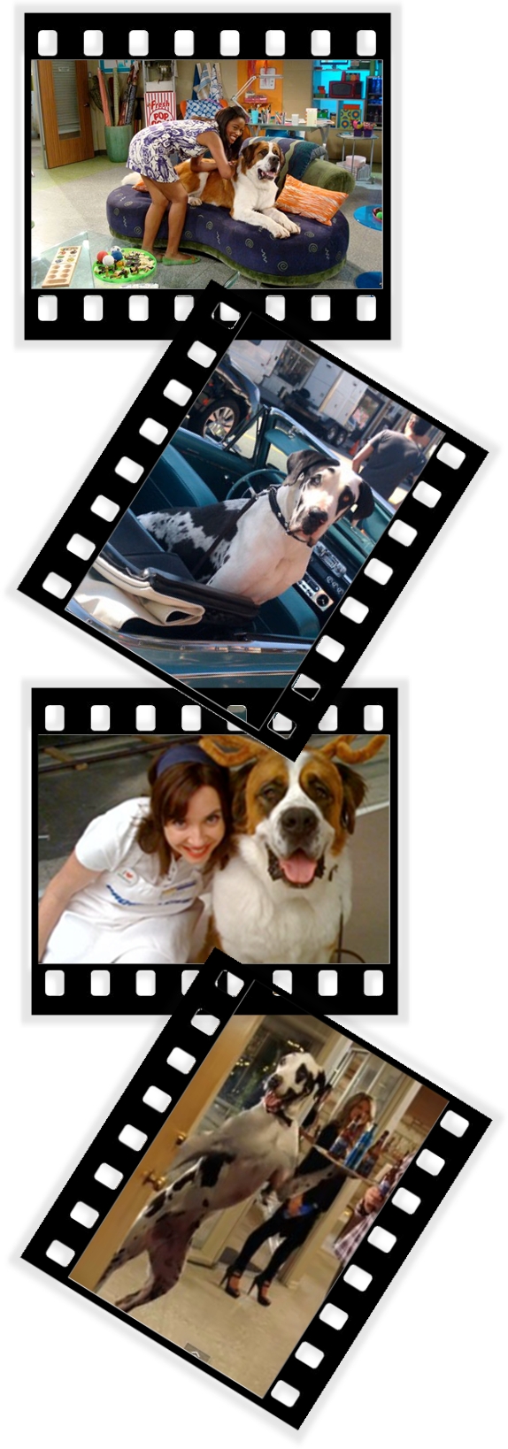 Giant Dogs On Set: Image