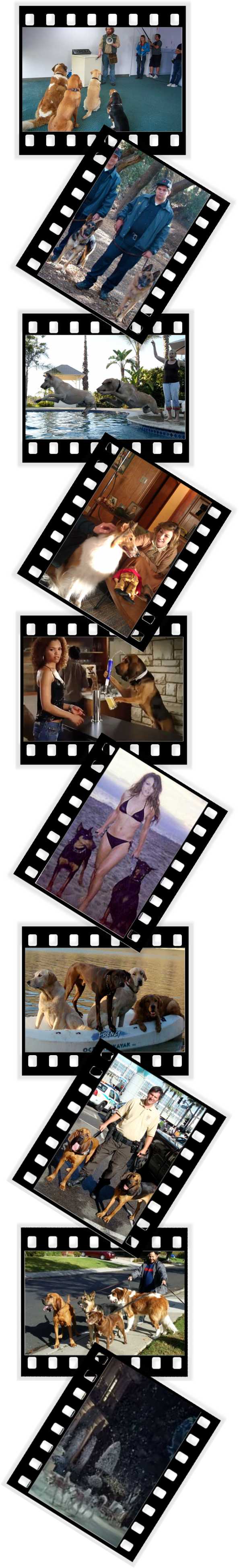 Large Dogs On Set: Image